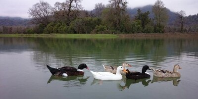 The Unfinished Beauty and Serenity of This Lake in Gilan + Photo