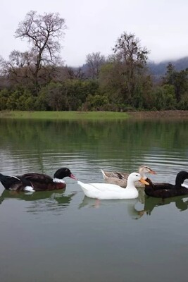 The Untouched Beauty and Tranquility of This Lake in Gilan + Photo