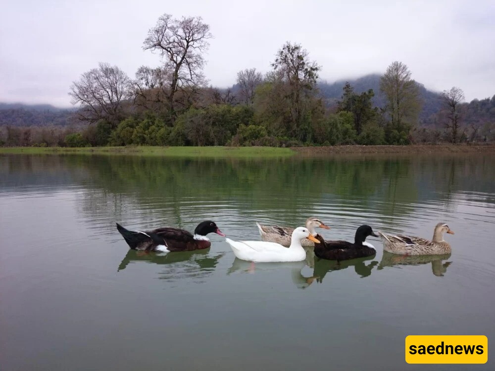 The Unfinished Beauty and Serenity of This Lake in Gilan + Photo