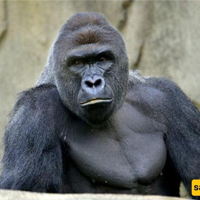 A Gorilla Gave Birth to a Human Baby! +Photo / Mind-Blowing 😐