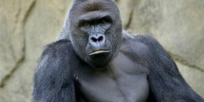 A Gorilla Gave Birth to a Human Baby! +Photo / Mind-Blowing 😐