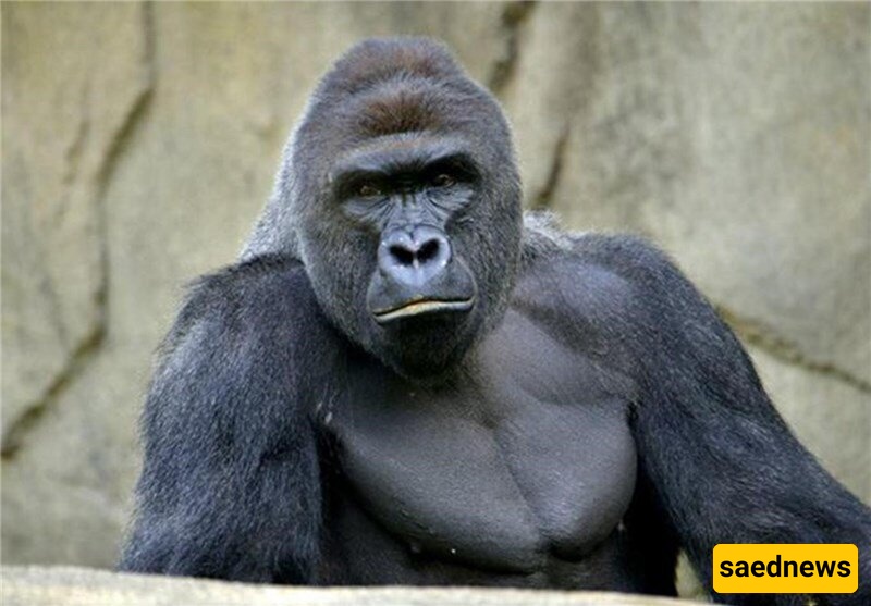 A Gorilla Gave Birth to a Human Baby! +Photo / Mind-Blowing 😐