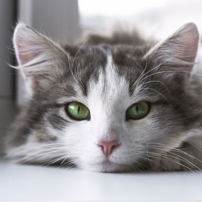 How Long Do Cats Live? Understanding Feline Lifespan