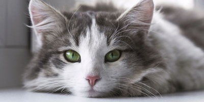 How Long Do Cats Live? Understanding Feline Lifespan