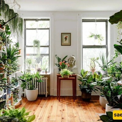 Plants Cry When They Are Under Stress!