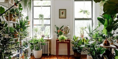 Plants Cry When They Are Under Stress!