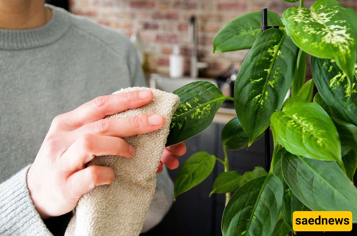 Use A Soft Damp Cloth