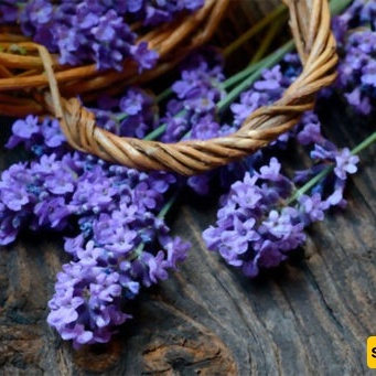 French Lavender: A Hardy Plant with Fragrant Flowers and Medicinal Properties
