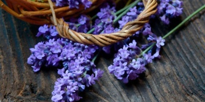French Lavender: A Hardy Plant with Fragrant Flowers and Medicinal Properties