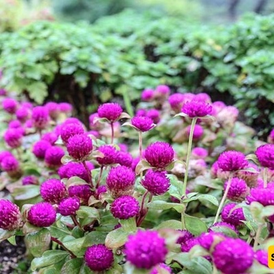 Button Mushroom Cultivation and Care