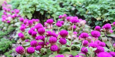 Button Mushroom Cultivation and Care