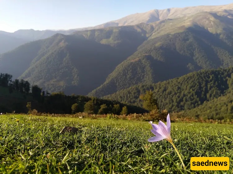 Masal in spring