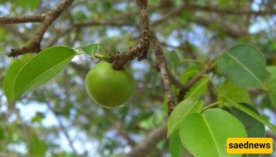 The World's Most Dangerous Tree is Not Even Safe as Shelter During Rain