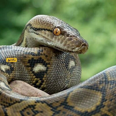 A 5-Meter Python Thrives in Africa
