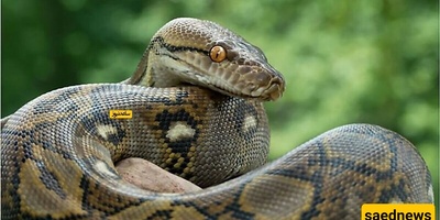 A 5-Meter Python Thrives in Africa