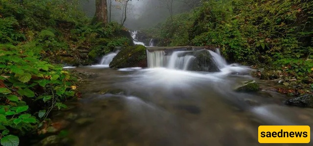 dalekhani forest