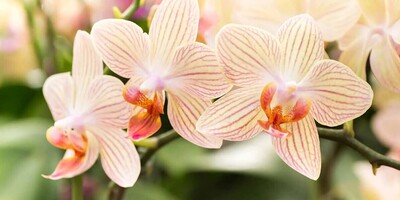 The Incredible Pollination Mechanism of Orchids