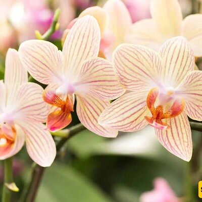 The Incredible Pollination Mechanism of Orchids