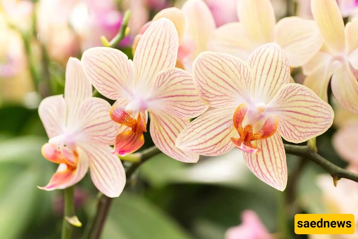 The Incredible Pollination Mechanism of Orchids