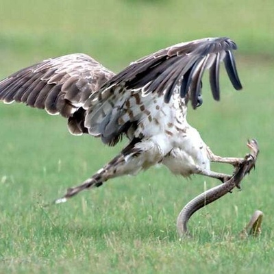 A Clever Snake That Managed to Hunt an Eagle!!