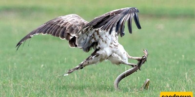 A Clever Snake That Managed to Hunt an Eagle!!