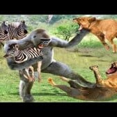 Wildlife Documentary Video / This Story: Lion Attack on Antelope, Zebra, and Monkey