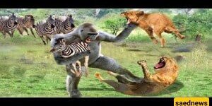 Wildlife Documentary Video / This Story: Lion Attack on Antelope, Zebra, and Monkey