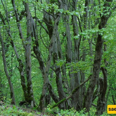 Guardians of Time: The Enduring Beauty of the Caspian Hyrcanian Forests