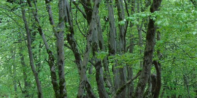 Guardians of Time: The Enduring Beauty of the Caspian Hyrcanian Forests