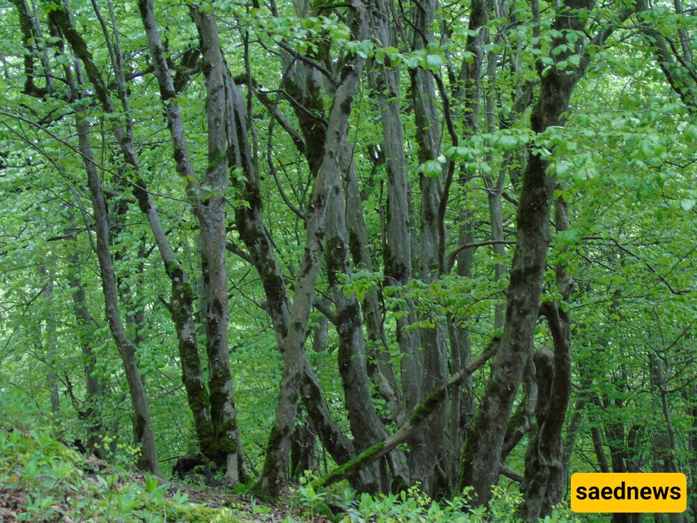 Guardians of Time: The Enduring Beauty of the Caspian Hyrcanian Forests