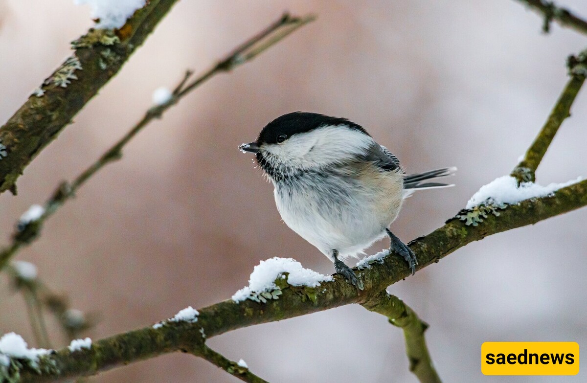 The Caspian Tit, living in the forests