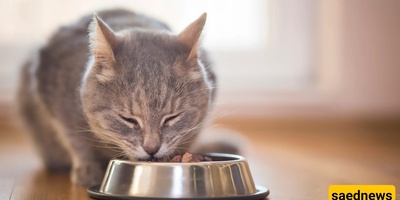 Why Is My Cat Trying to Bury Its Food?