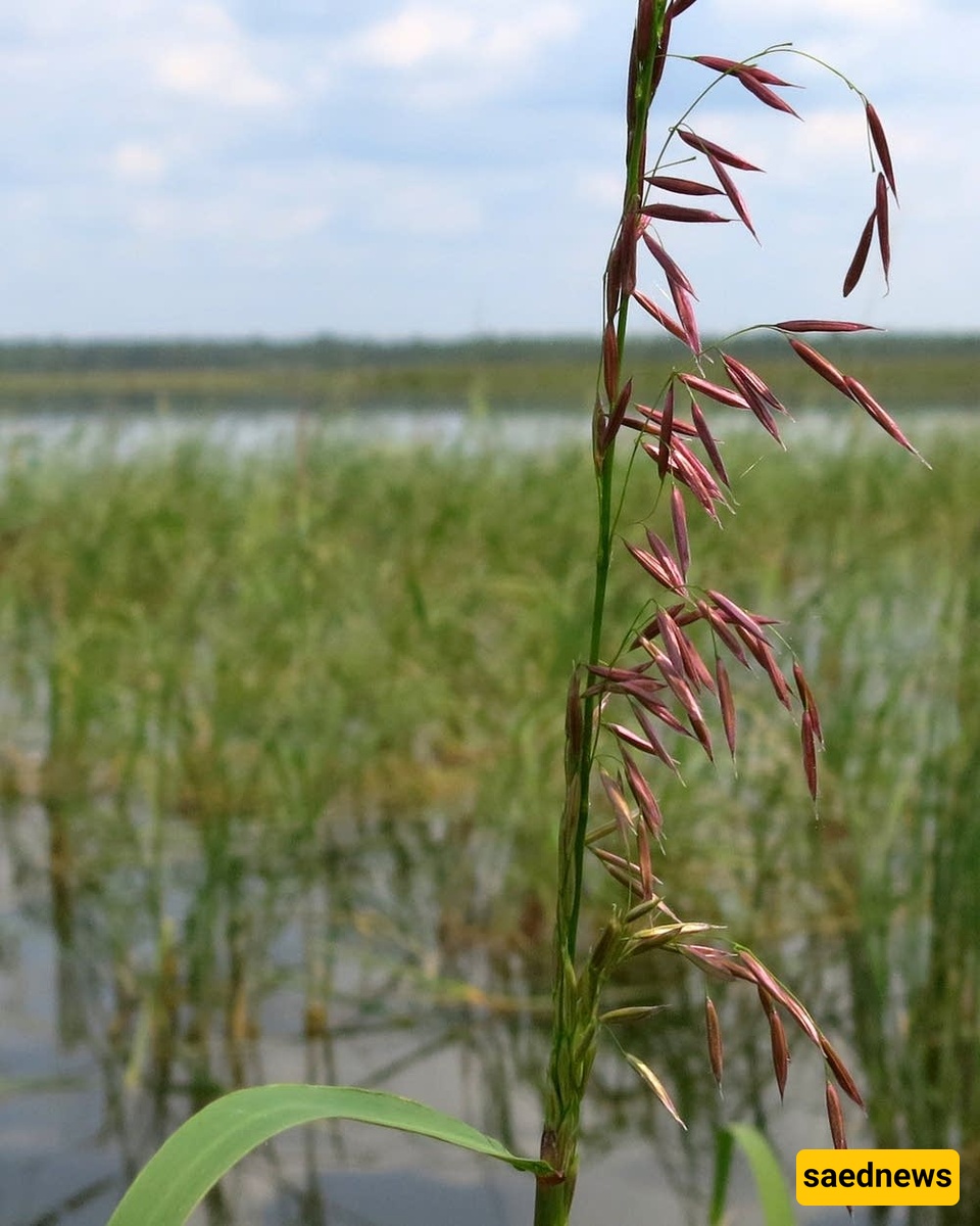 Wild rice
