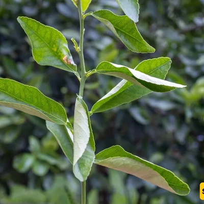 Why Do Plant Leaves Curl and Lose Their Natural Shape?