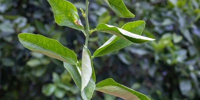 Why Do Plant Leaves Curl and Lose Their Natural Shape?