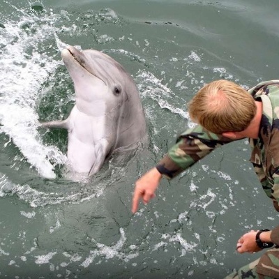 The US Secretary of Defense’s Two-Sided Response Regarding the Use of Suicide Dolphins in the Strait of Hormuz + Video