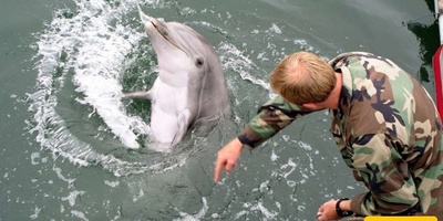 The US Secretary of Defense’s Two-Sided Response Regarding the Use of Suicide Dolphins in the Strait of Hormuz + Video