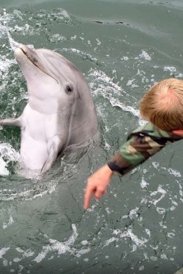The US Secretary of Defense’s Two-Sided Response Regarding the Use of Suicide Dolphins in the Strait of Hormuz + Video