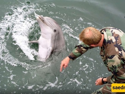 The US Secretary of Defense’s Two-Sided Response Regarding the Use of Suicide Dolphins in the Strait of Hormuz + Video