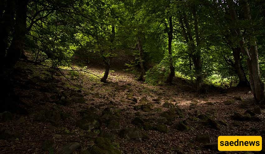 . Arfa Deh Forest (Savadkuh)
