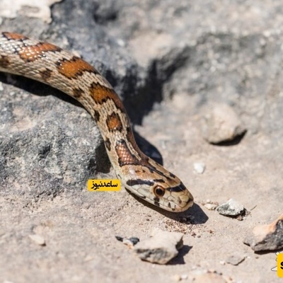 7 Strange Signs That Snakes May Be Around Your Home