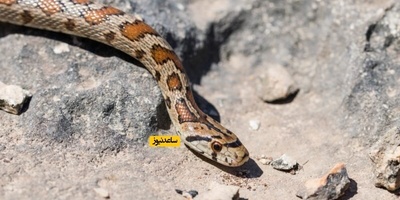 7 Strange Signs That Snakes May Be Around Your Home