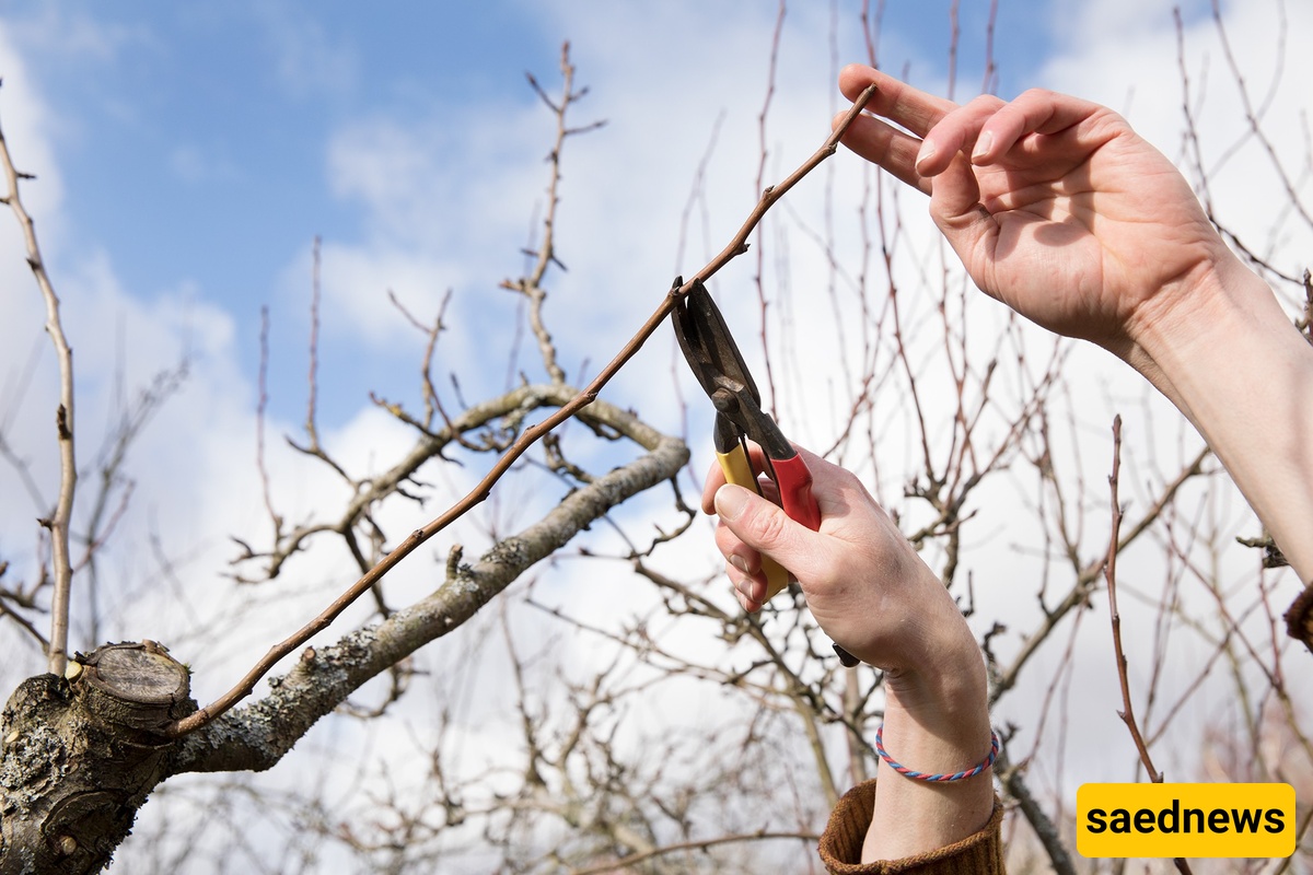Pruning tree