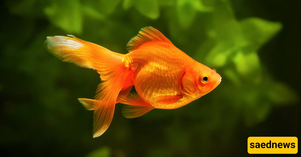 goldfish 