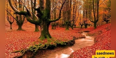 A Memorable Journey Through the Most European-Like Hyrcanian Forests in Western Mazandaran