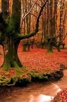 A Memorable Journey Through the Most European-Like Hyrcanian Forests in Western Mazandaran