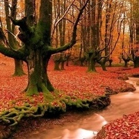 A Memorable Journey Through the Most European-Like Hyrcanian Forests in Western Mazandaran