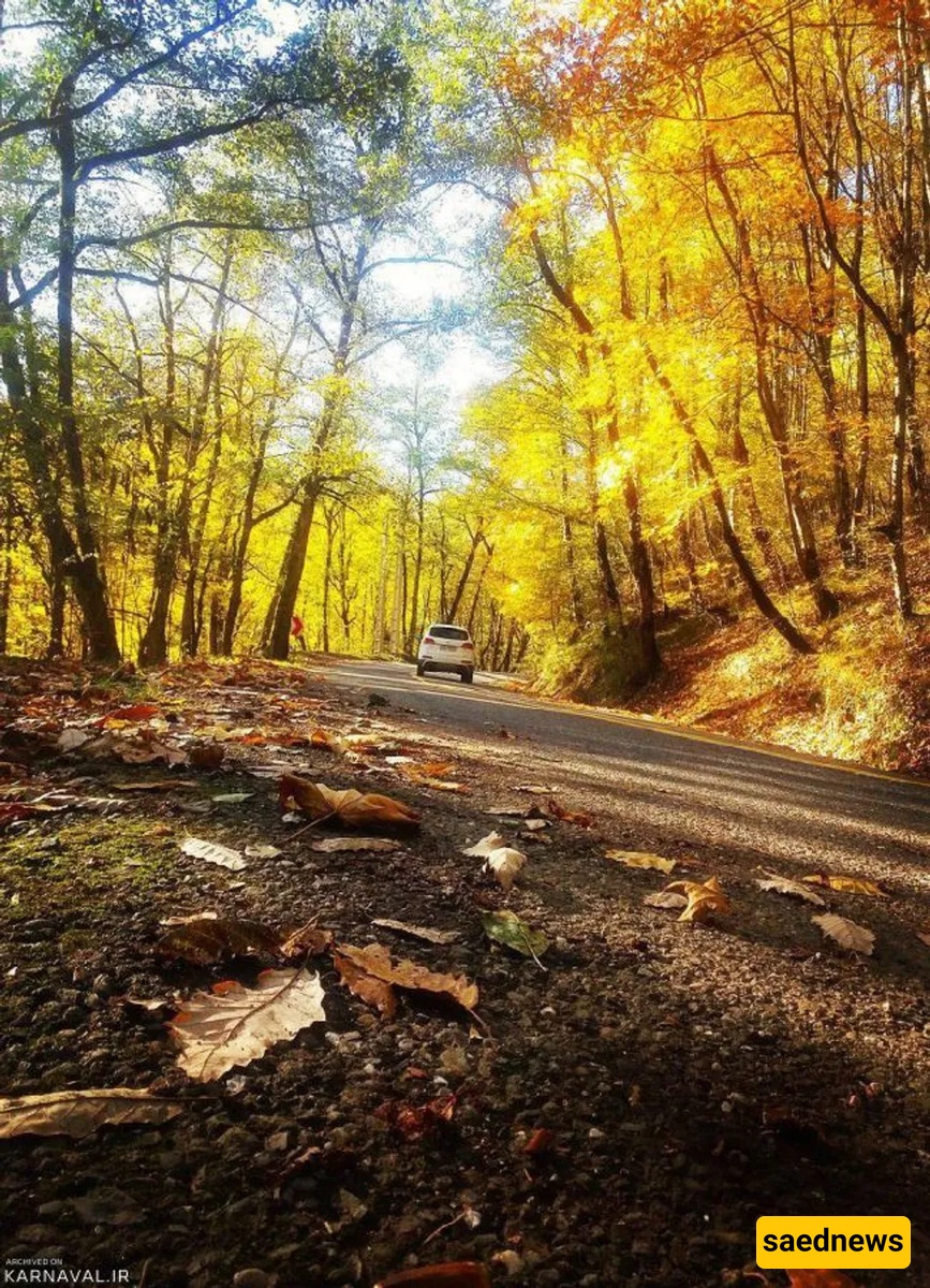 dalekhani forest