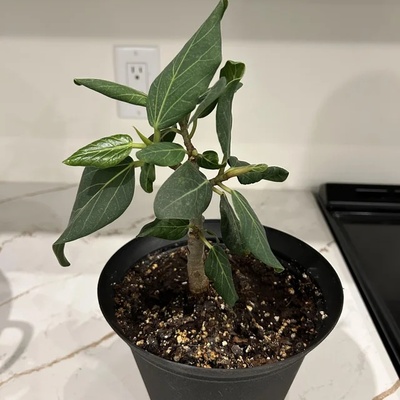 Why Does Your Plant Grow New Leaves but They Never Become Bigger?