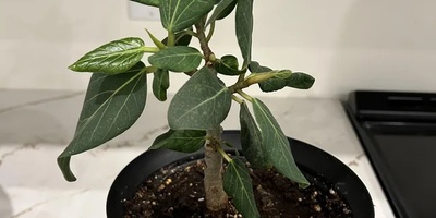 Why Does Your Plant Grow New Leaves but They Never Become Bigger?
